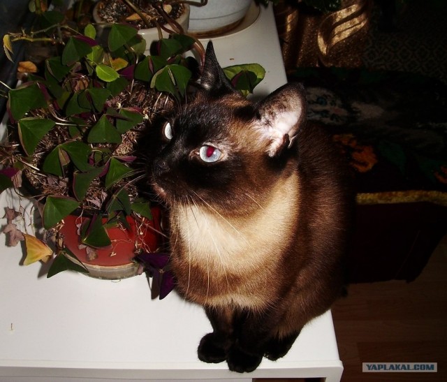 Котовторник 27.03.2012