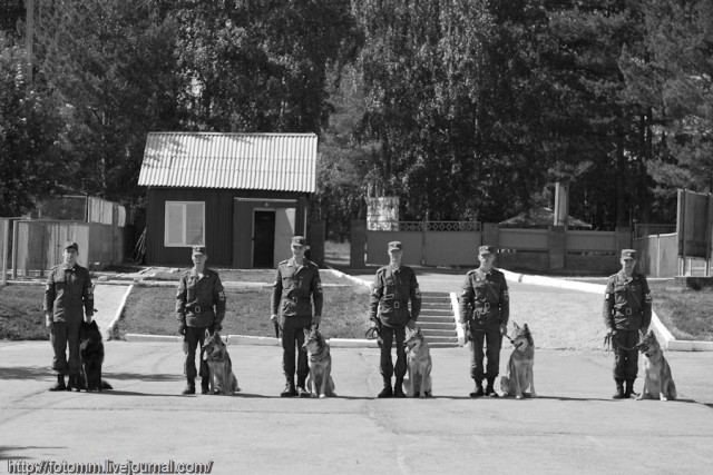 Волчья кровь