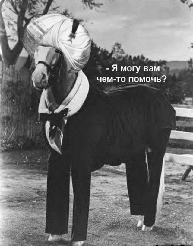Анекдоты, соц-сети и картинки с надписями