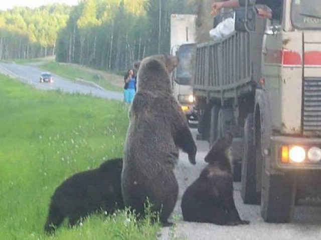 И всё-таки она наша. Лента картинок