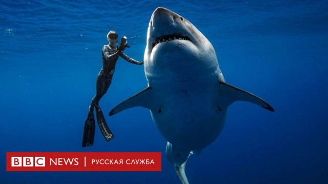 Подбор актера на главную роль к фильму "Челюсти. Перезагрузка"