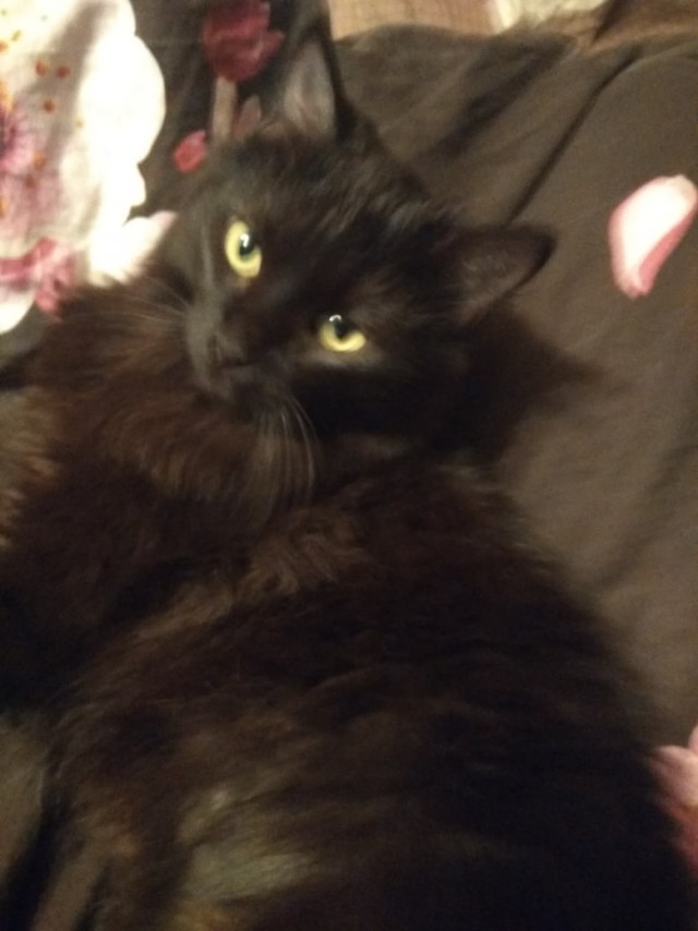 Котики