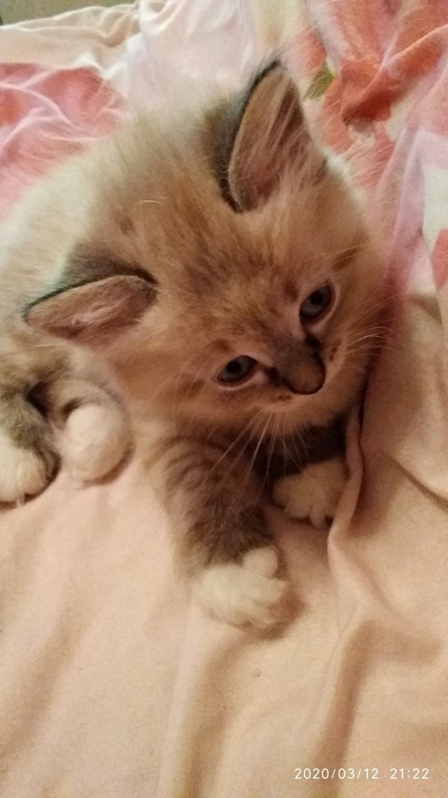 Котики