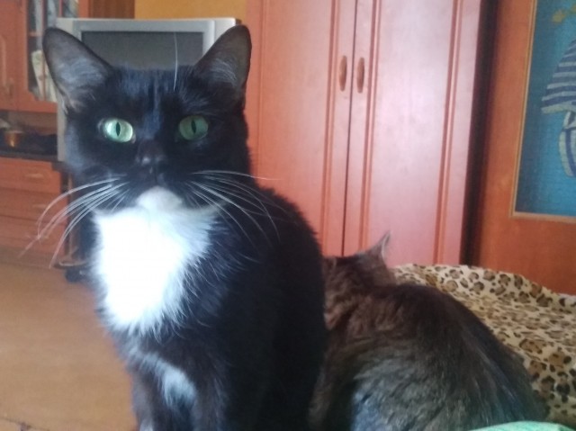 Можно начинать? Котовторник от 05.05.20