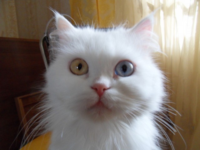 Эти забавные животные