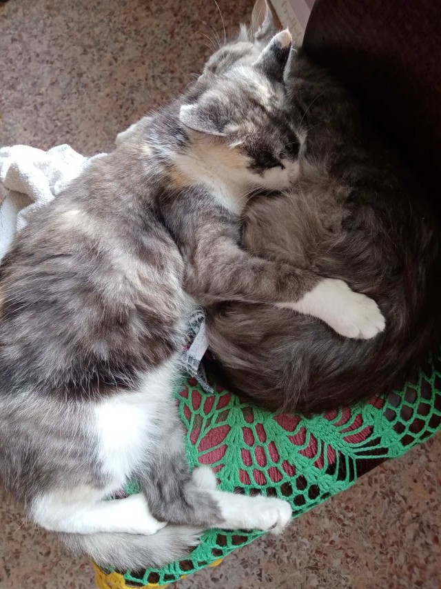 Коты есть коты