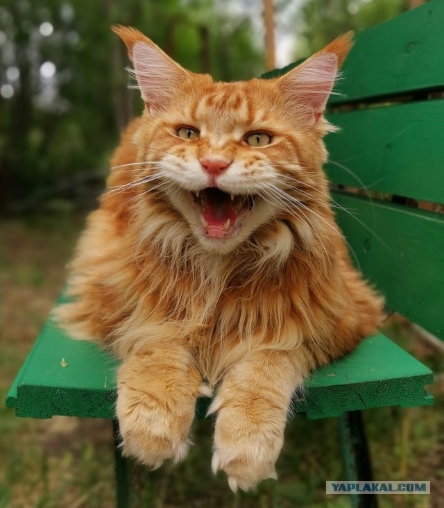 Котовторник?! Коты во вторник!