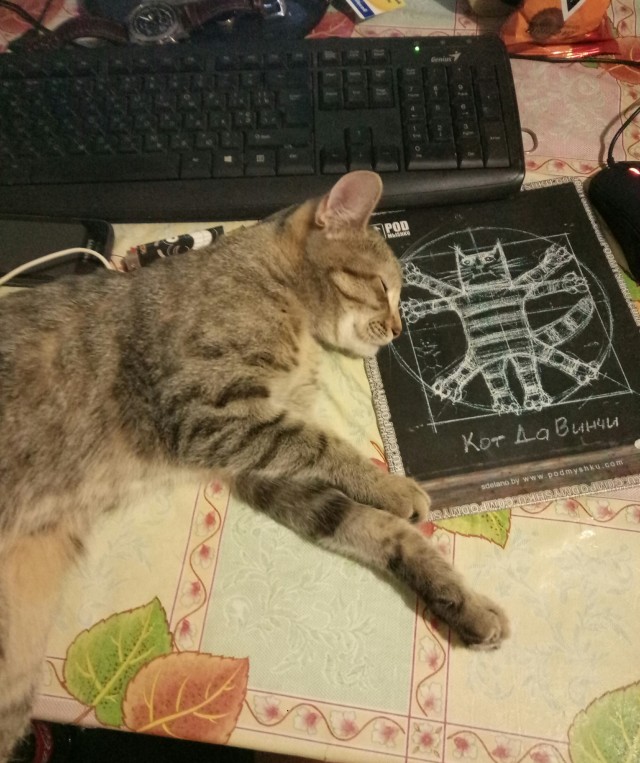 Котовторник 17.11.20