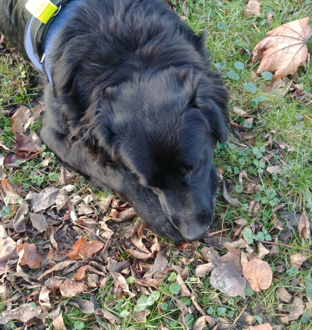 Котовторник 09.02.21. Свежие котики от Нарвского.