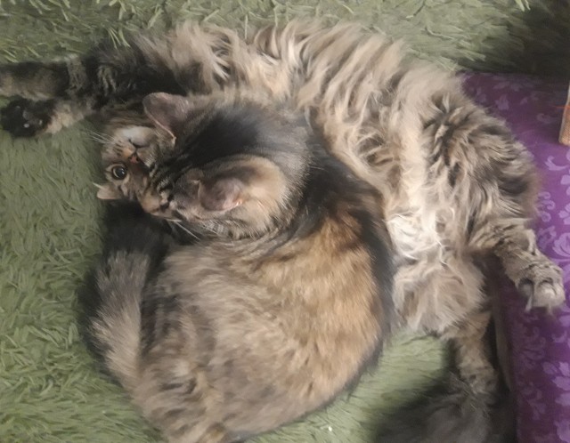Всех с праздничком, но про котовторник не забываем))