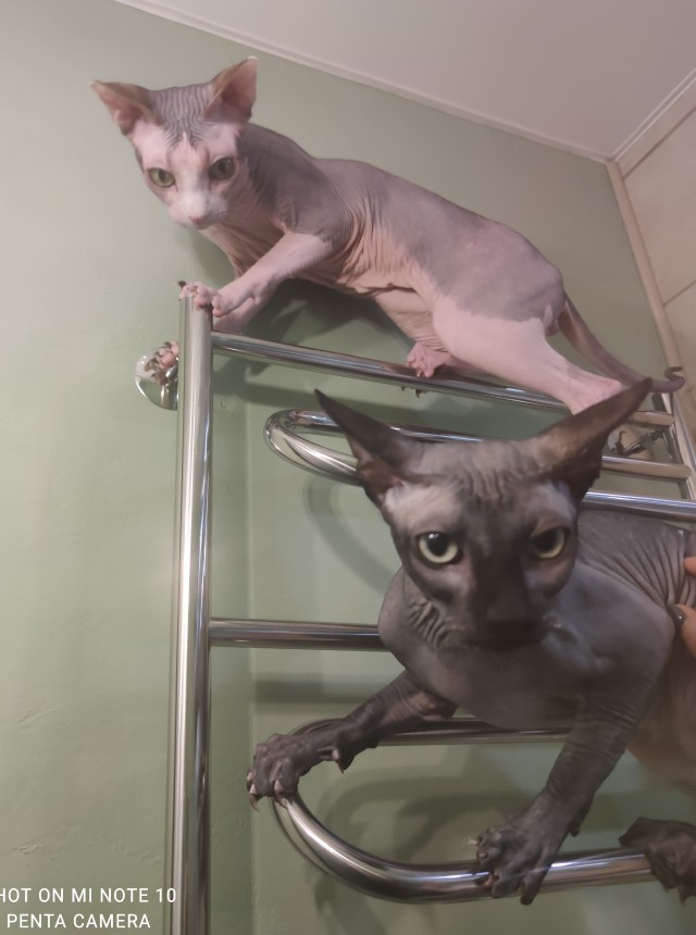 Котовторник же!