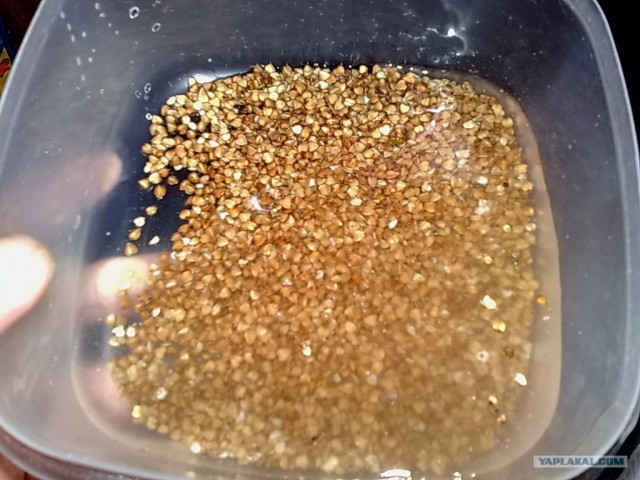 Куриный бульон для Чайников, Или «Кура-International»