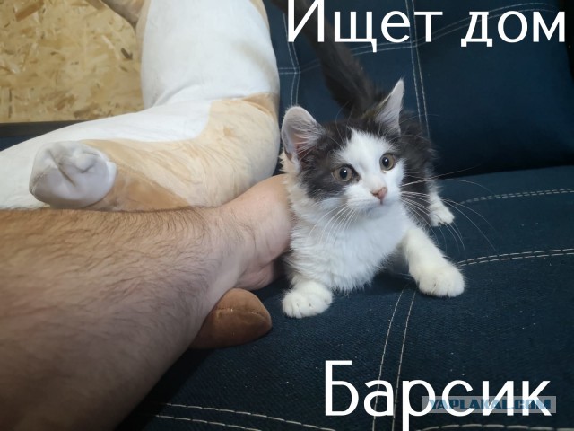 Жизнь домашнего приюта "Котоленд" 308