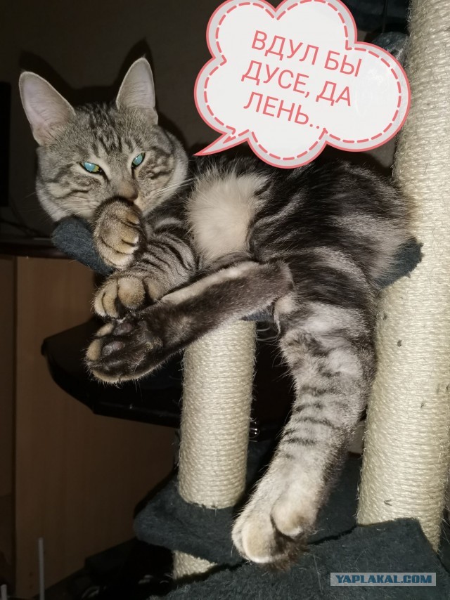 Боль