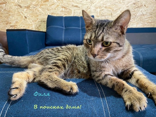 Жизнь домашнего приюта "Котоленд" 315