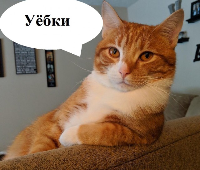 Кот в трамвае