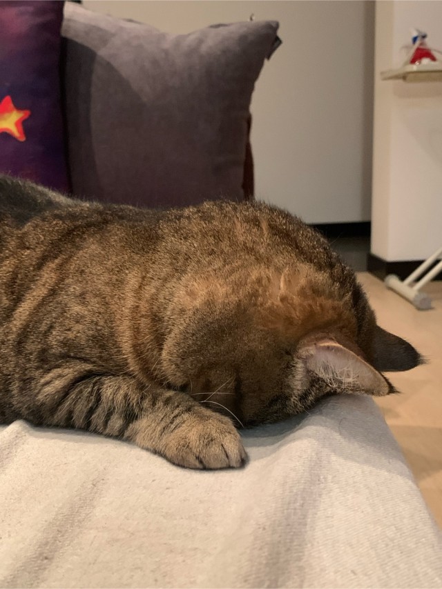 Котовторнику быть