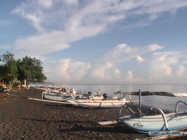 Они живут только 40 лет