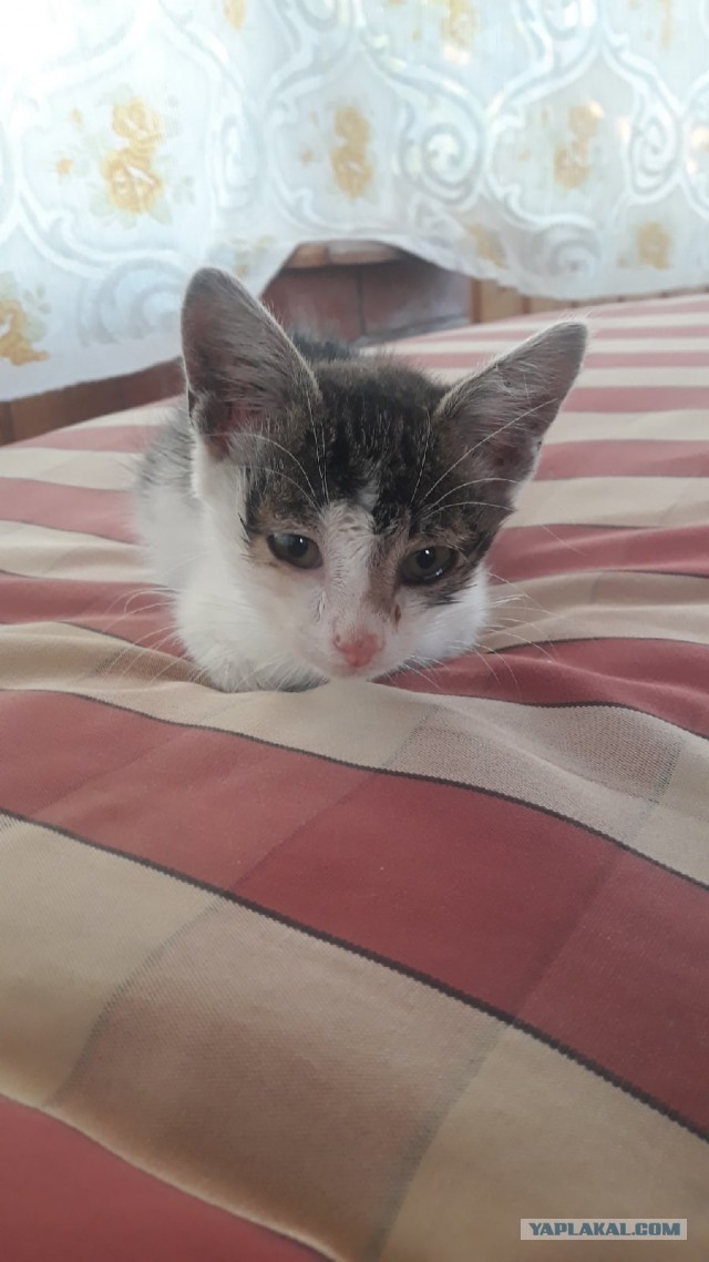 Про котейку