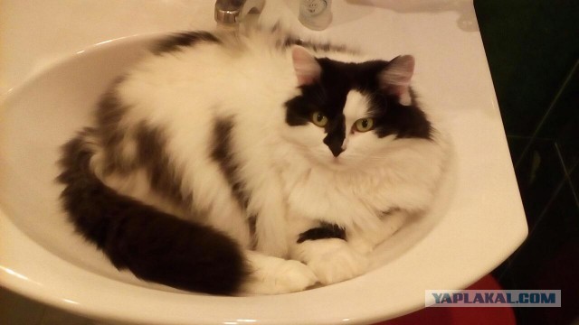 Про кота в четверг