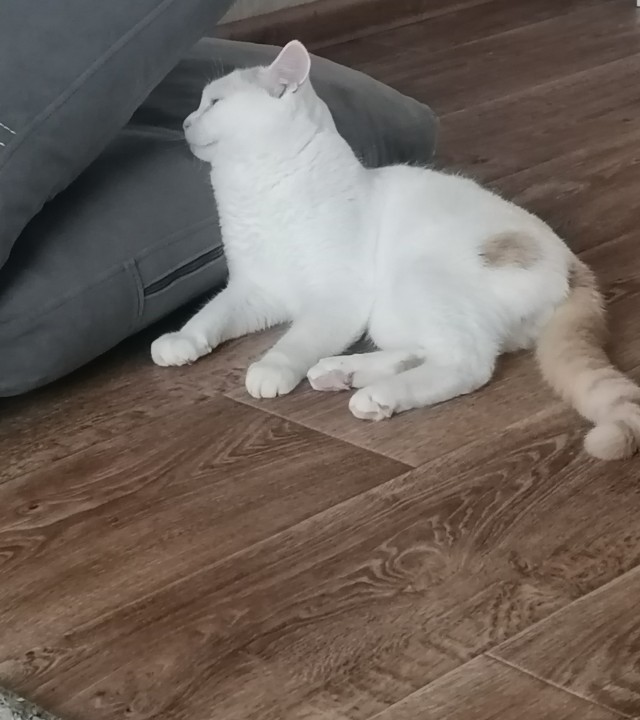 Даёшь котов в этот вторник!
