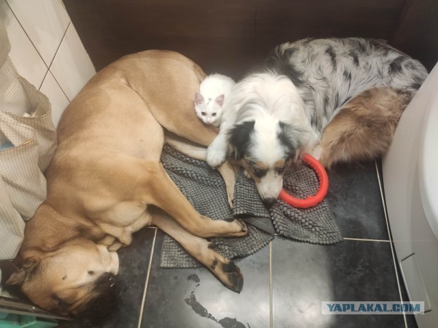 Ка Де Бо и Аусси