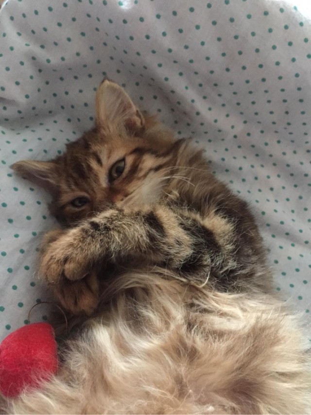 Котовторник