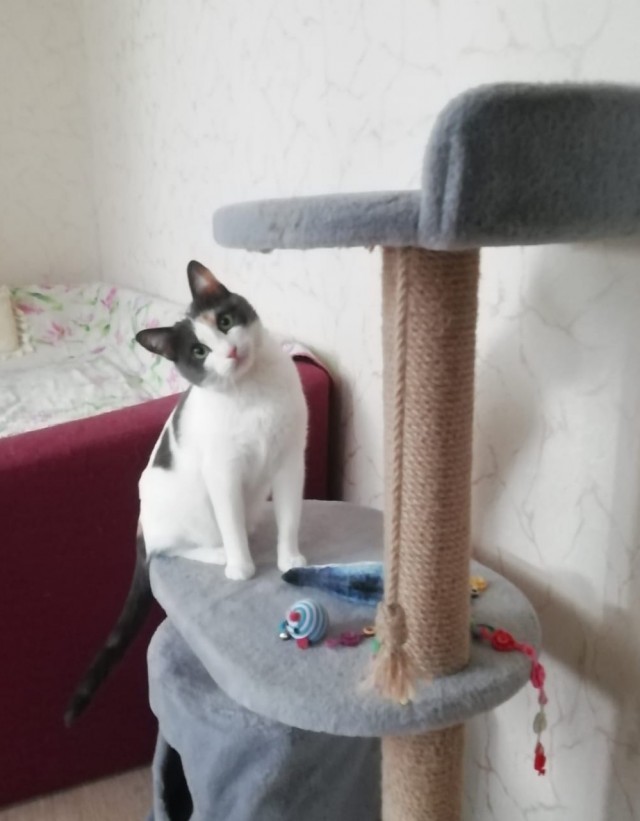 Много дел у кота на даче...