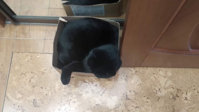 Ловушки для котов