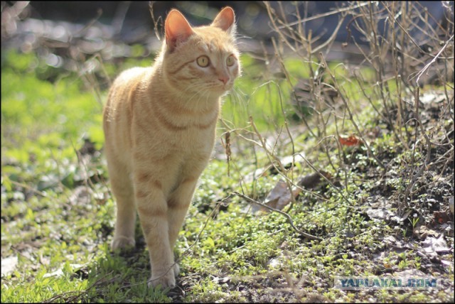 У кота 9 жизней