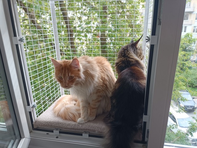 Котовторник! 16+ Коллеги-рабы, отмечаемся, у кого хозяину много лет!