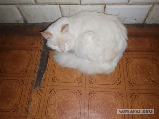 Жизнь домашнего приюта для котеек 471