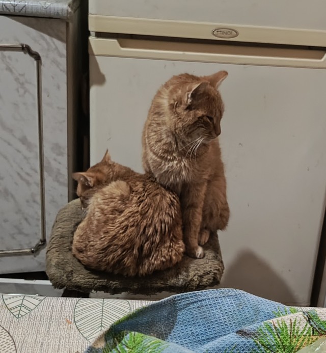 Всех с котовторником