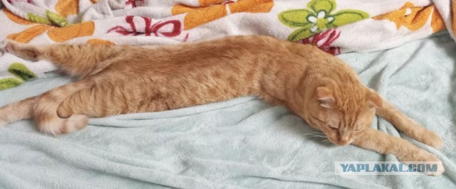 Котёночек опухает. Требуется совет.