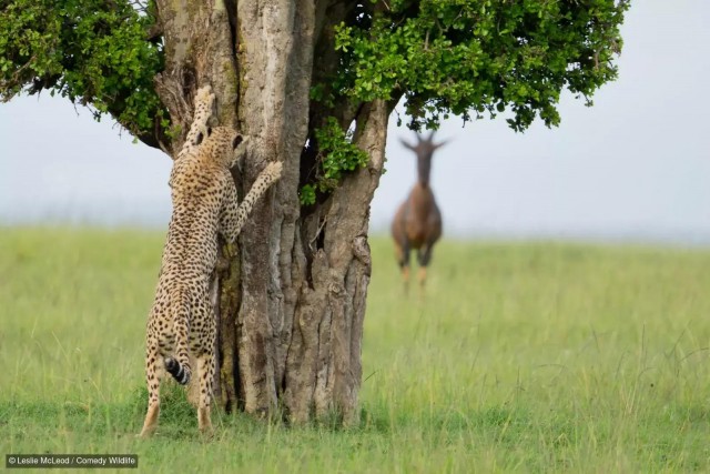 Самые смешные коты и кошки за всю историю комичного конкурса Comedy Wildlife Photography Awards