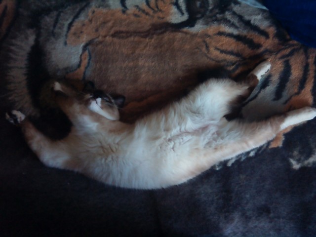 Мой котеич