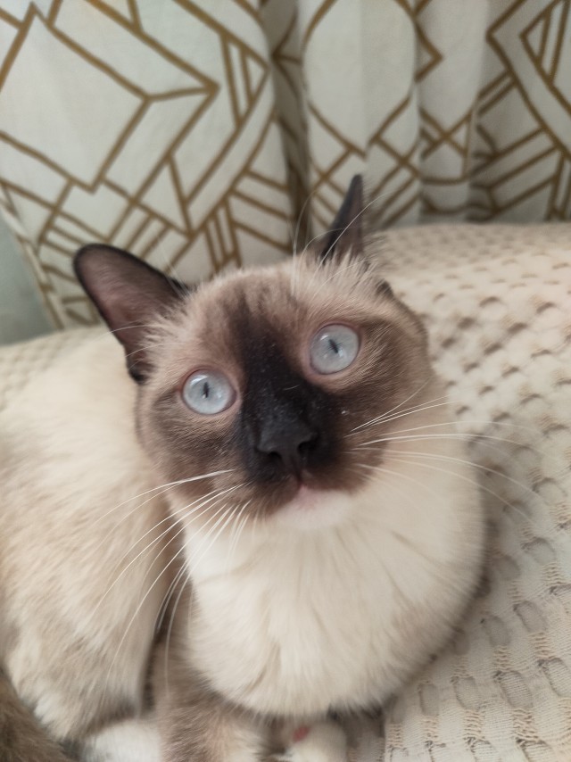 Совпало с котовторником.