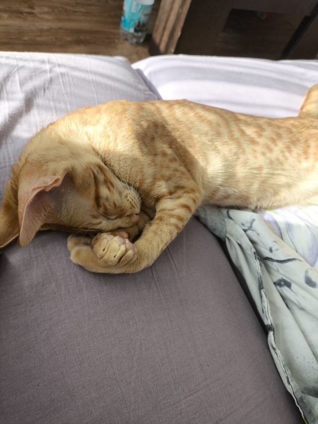 Спящий кот