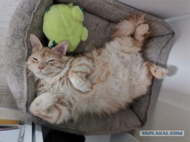 К котовторнику: подборка картинок-баянов с котиками и про котиков. Выпуск 8