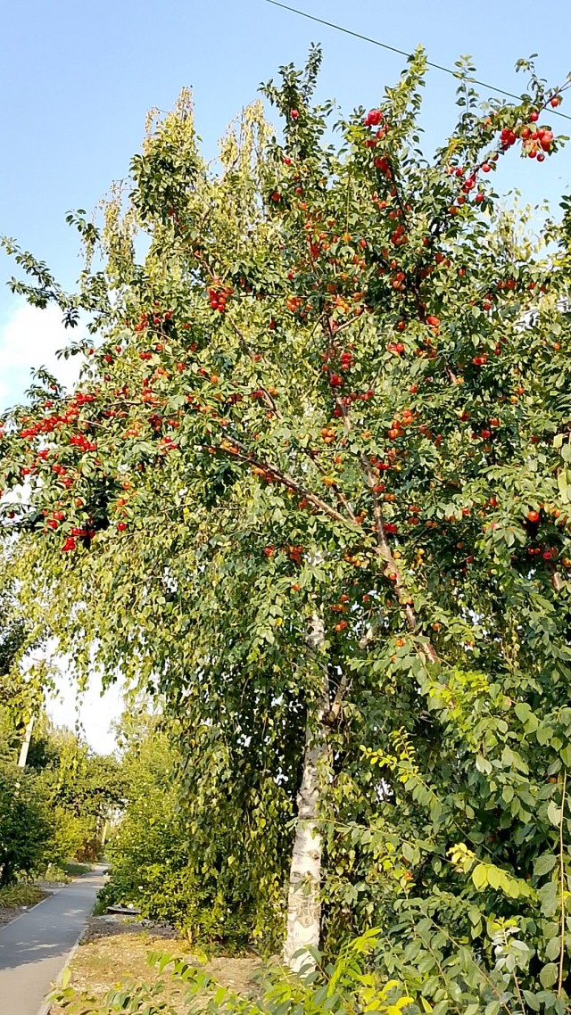 Ставрополье.