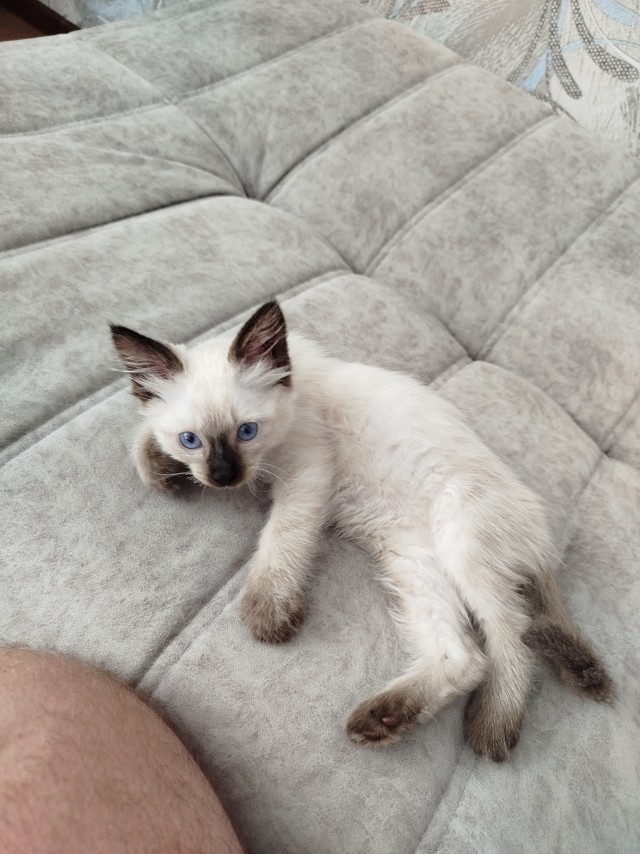 С котовторником!