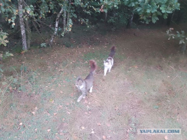 Жизнь домашнего приюта для котеек 558