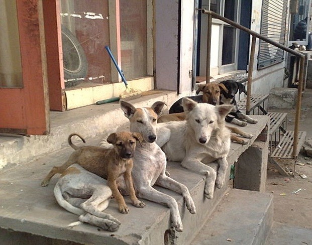 Бродячие собаки спасли девочку от педофила