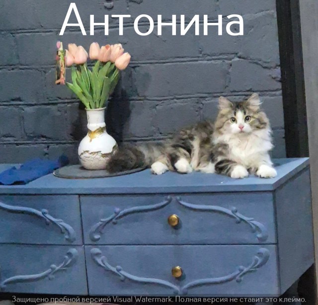 Жизнь домашнего приюта "Котоленд" 524. Нам сегодня 10 лет!