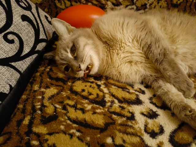 Любвеобильные котики