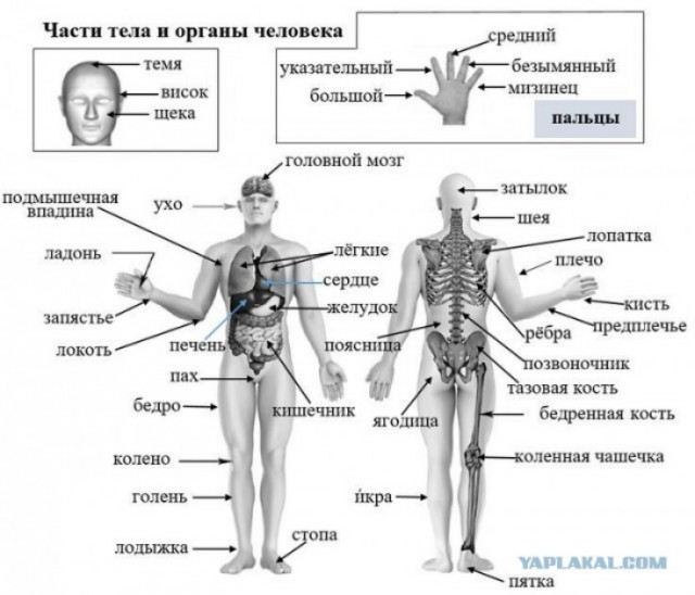 Потная гамсахурдия №1 (Картинки)