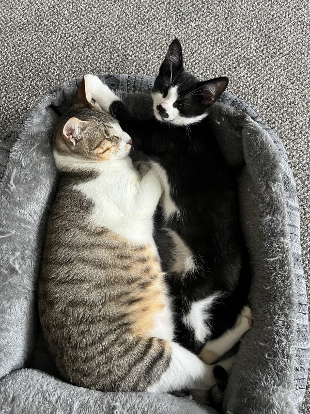 Необычный котёнок Бенни и его друзья