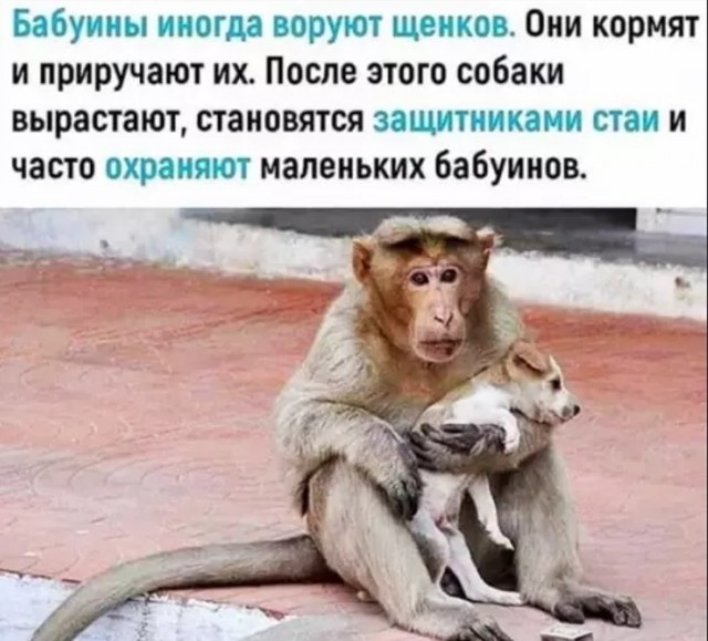 Картиночки, баянчики 22 апреля