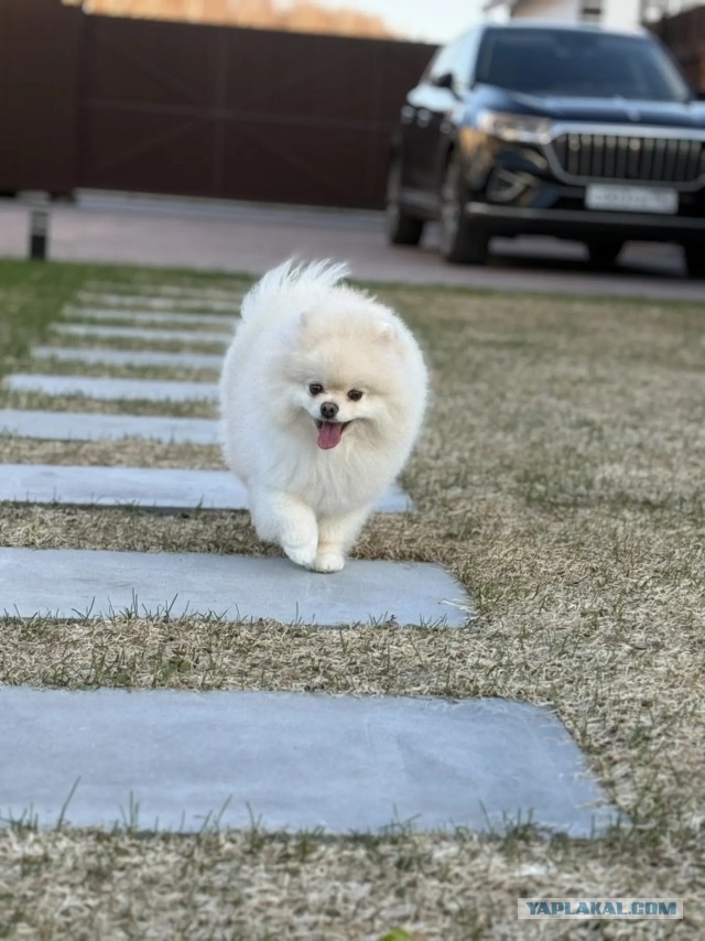 Собакочетверг же, но кошку из фото не выкинешь