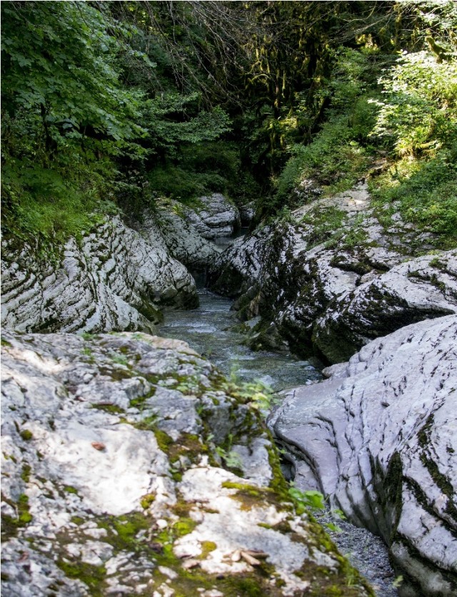 Абхазия (море), Армения (абрикосы)